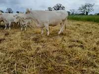 Vacă, Charolais cattle — foto 5