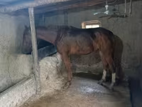 At, Thoroughbred horse — foto 3