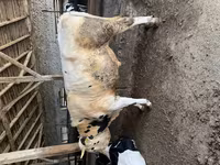 Bou, Rasa Holstein — foto 3