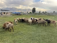 Schaf, Merino sheep — Foto 1