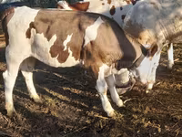 Vaca, Bovinos — foto 4