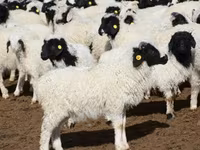 Carnero, Kuibyshev sheep — foto 8