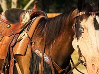 Toychoq, American paint horse — 5-rasm