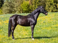 Horse (M), Horses — photo 3
