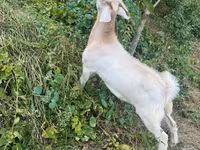 Billy Goat, Goats — photo 4