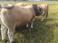 Bulle, Aubrac cattle — Foto 3