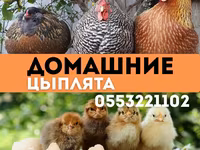 كوچينسكايا يوبيلينايا — الصورة 1