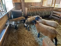 Oaie, Baerchuke sheep — foto 3