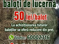 Vind baloți de lucerna 1 cosire-50lei/balot, a2-cosire 60lei balot.Sunt frunzoși și păstrați foarte — Foto 4