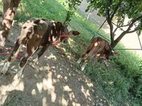 Vacă, Red Estonian cattle — foto 2