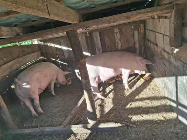 Scroafă, Porci — Republica Moldova
