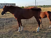 母马, Horses — 照片 4