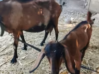 عنزة, Alpine goat — الصورة 1
