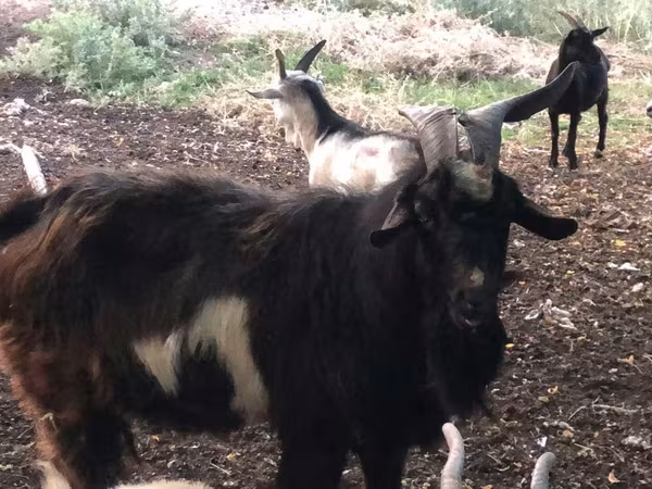 Cabro, Cabras — Moldavia