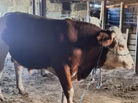 Bull, Cattle — photo 4