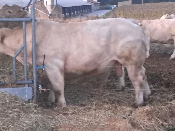 Taureau, Charolais cattle