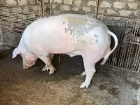 Boar, Pigs — photo 1