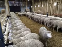 Carnero, Kazakh fat-tailed coarsewool sheep — foto 3