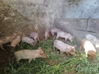 Eber, Schweine — Foto 5