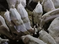 عنزة, Saanen goat — الصورة 4