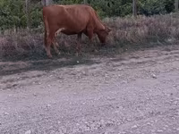 Buğa, Mal-qara — foto 2