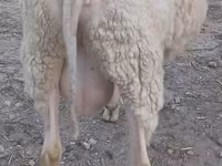 كبش, الأغنام — الصورة 2