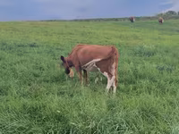 Cow, Cattle — photo 3