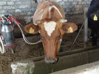 Vacă, Rasa Jersey — foto 3