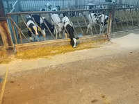 सांड, गोलस्टीन नस्ल — फ़ोटो 2