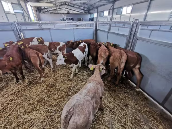 Cow, Cattle