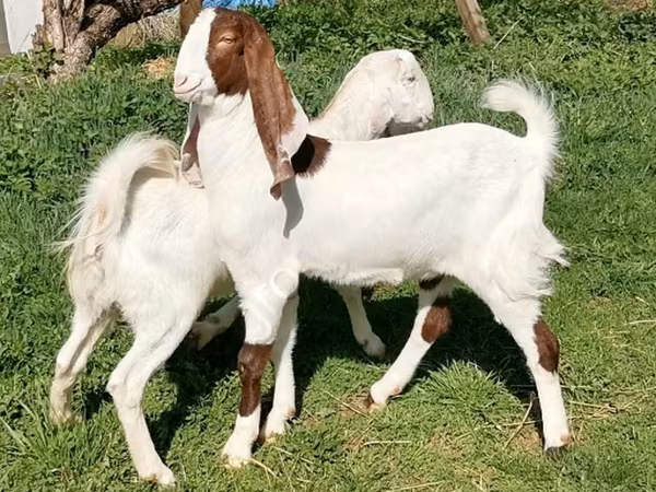 Goat, Nubian Goat