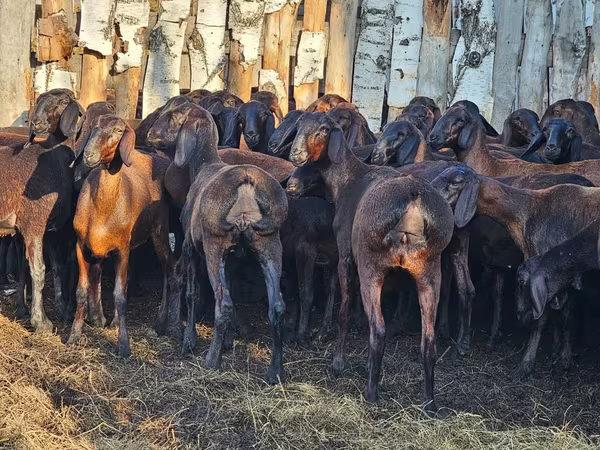 Berbec, Hissar sheep