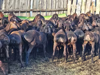Widder, Hissar sheep — Foto 3