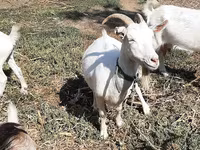 Cabra, Cabras — foto 5