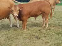 Taureau, Vache limousine — photo 2