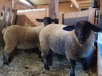Oaie, Baerchuke sheep — foto 2