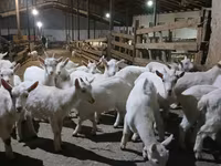 عنزة, Saanen goat — الصورة 1