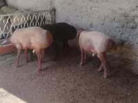 Bélier, Arashan sheep — photo 4
