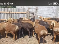 Carnero, Kazakh fat-tailed coarsewool sheep — foto 3