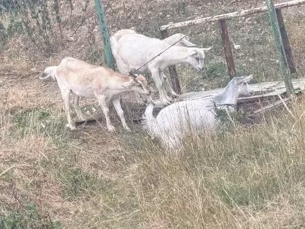 Capră, Capre