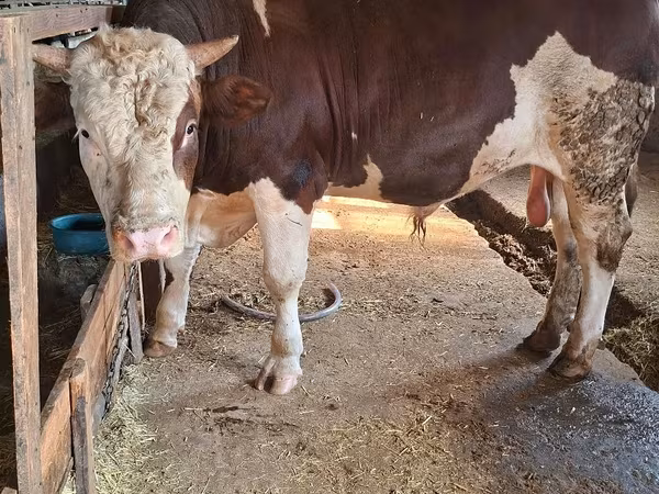 Bou, Simmental cattle