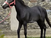 Caballo, Anglo-Arabian — foto 2