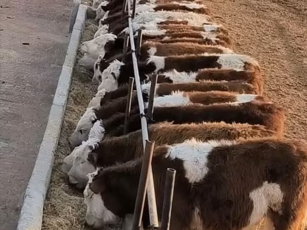母牛, Cattle — 摩尔多瓦