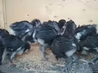 मॉस्को ब्लैक — फ़ोटो 2