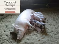 Подстилка несменяемая ферментационная для животных — foto 5