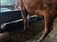 Vache, Race Alatauskaya — photo 5