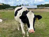 Vaca, Raza Holstein — foto 3