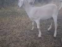 बकरा, बकरियाँ — फ़ोटो 2