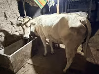 Kuh, Ukrainian Brown Dairy Cattle — Foto 3