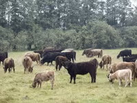 Bou, Vaca Galloway — foto 1